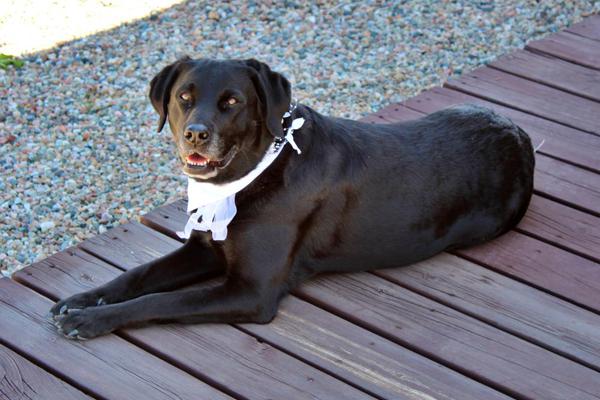 Wedding Photos from Pennington Place in Walsenburg